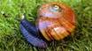 A snail on grass with a purple and blue tail

Description automatically generated